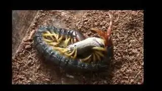 Кольчатая сколопендра (Scolopendra cingulata) и ящерица