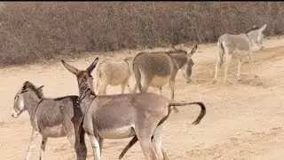 Donkey Life In Desert 🐴🏝️