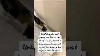 Succeful story of Baby Mercy from Stray Cats until they Fnd New Home 🙏🤲❤🐾