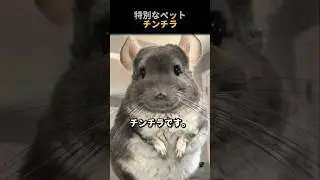 特別なペットチンチラ