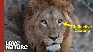 9 Things You Didn&rsquo;t Know About Lions | Love Nature