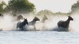 Thousands of horses gallop across the grassland in Xinjiang