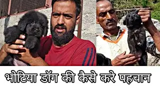  भोटिया डॉग की पहचान All Information about Bhotka Dog Himalayan Sheepdog || Uttarakhand Wale ||
