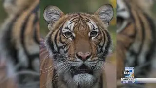 Tiger Test Positive For COVID-19