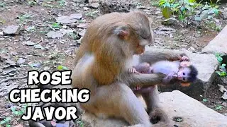 Javor The Most Loved Baby By Rose, @monkeyscorner
