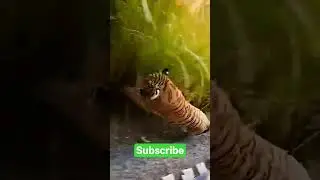 Tiger Encounter Man Filming from Train Door 😱🐅 | चलती ट्रेन में टाइगर हमला