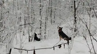 ОХОТА НА КУНИЦУ/ С ЧЕТВЕРТОЙ ПОПЫТКИ НАШЛИ КУНИЦУ/