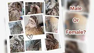 Raising Quail: Male or Female?