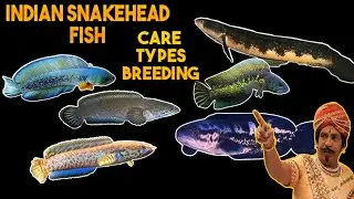 Snakehead fish care,types & breeding | Beautiful Indian snakehead fish | Tamil
