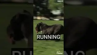 BEST AMERICAN BULLY EXERCISES TO BUILD MUSCLES