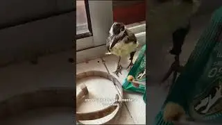 Recuperaci&oacute;n de benteveo