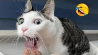 Самые смешные животные всех времен 😹 | Самые смешные кошки 2026 | ОБЯЗАТЕЛЬНО К ПРОСМОТРУ