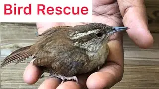 INJURED BIRD RECOVERY |Hand feeding shelter love RESCUE usa tamil one day routine vlog with pet|sms