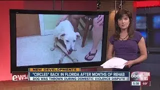 Circle the miracle dog update