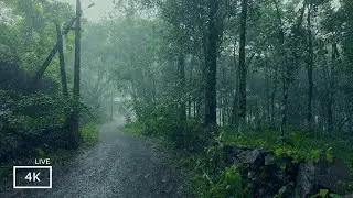 ASMR Rain Walks Compilation | Nonstop Soothing Rain Sounds| for Relaxing Sleep, Meditation or Study