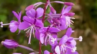 Epilobium angustifolium