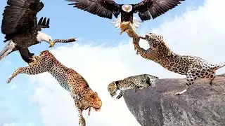 Angry Mother Leopard Attacks Eagle Because It Was Stolen Her Cub By The Eagle - Wild Animals Attack