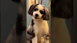 Если вы видите, как ваша собака делает это, не игнорируйте её и убегайте! ⚠️🏃&zwj;♂️ #страшно