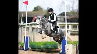 Candy Pop - Super Welsh B Pony