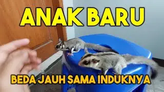 ANAK SUGAR GLIDER BEDA JAUH SAMA INDUKNYA?!