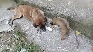 Little Brown Stray pup playing with Rax/Memories with Pookie, 4 months journey with Nature Buddies