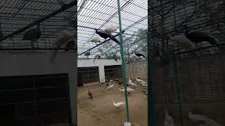 green java mor form #like #subscribe #peacock