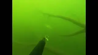 20220807 - Spearfishing DeGray Lake in Arkansas.  Kentucky bass in cedar top.