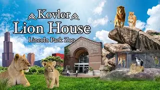 The Kovler Lion House [LION CUB] | Lincoln Park Zoo