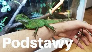 Agama błotna - Podstawy