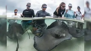 CFANS Study Abroad: Tropical Marine Biology and Shark Ecology