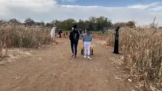 First time Pumpkin Patch! 萬聖節第一次～採南瓜！