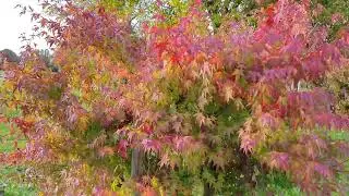 Autumn 🍂 Fall Colors in UK 🇬🇧 - Beautiful Colors of Autumn leaves in Slough, London, UK