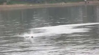 Катер FT007, максимальная скорость (RC Boat FT007, max speed)