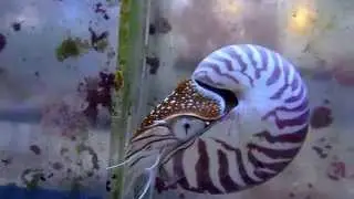 Nautilus at Sun Pet Ltd.