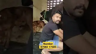 #MilkingVideo #Cross breed cow for sale Number 87082 17585