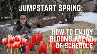 Can You Really Grow Tulips Indoors for Early Blooms? Let's Find Out!