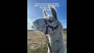 #llama  #dad  #day  #funny  #edit  #animal  #memes  #Day 6