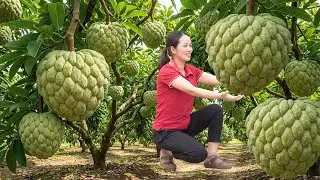 Custard Apple Harvest Season | Harvesting A Lot Of Thai Custard Apples In a Bountiful Garden
