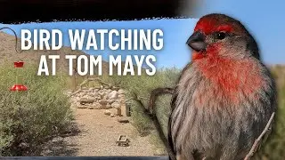 Exploring El Paso&rsquo;s Bird Watching Spot at Tom Mays State Park