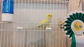 Amarillo Mosaico Campeón Mundial Nápoles 2023