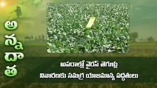 Virus diseases in summer green gram & black gram @Nellore dt., | ETV