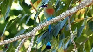 Turquoise-browed Motmot in Costa Rica