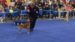 Rock N Roll K9's at the Novi Pet Expo 2016