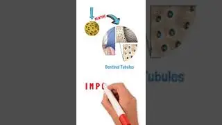 Dentin-Pulp Complex - 01 Dentinal tubules distribution