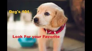 All Dog Breed Profiles   #dog #pet #puppy #lovers #animals #environment #AdoptableDog # AdoptableCat