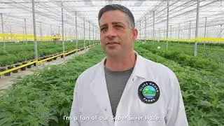 Glass House Farms - Farmily - What's Your Flavor?