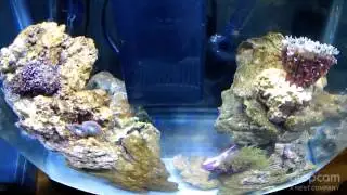 DropCam on a 9G aquarium