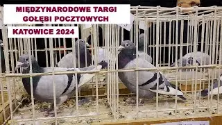 Międzynarodowe Targi Gołębi Pocztowych Katowice 2024