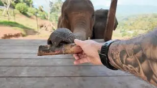 Feeding Elephants In Thailand