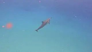 Oahu, Hawaii - Swimming with wild dolphins!!!